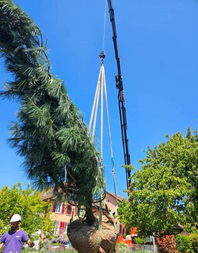 Dépose à la grue d'un grand conifère en espace contraint, région de Morges