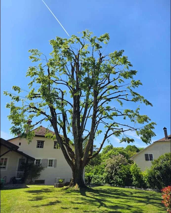 Grand feuillu en pleine feuille au printemps, après une taille d'hiver, jardin vaudois