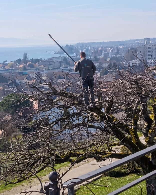 James Rochat taillant un arbre fruitier sur les hauts de Morges, le Léman et les Alpes en arrière-plan