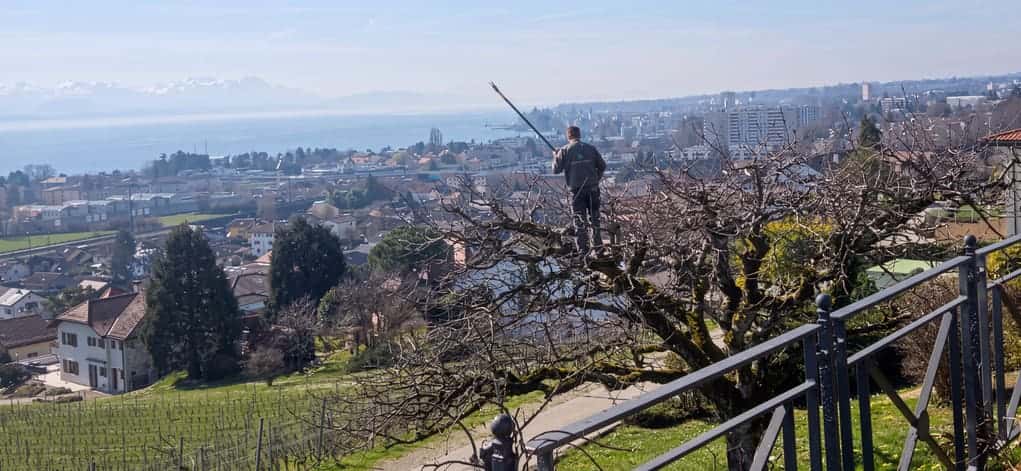 Chantier de taille sur le coteau morgien, avec vue sur le Léman, les vignes et les Alpes