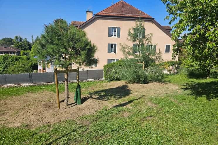 Abattre un arbre dans le canton de Vaud: autorisation et démarches