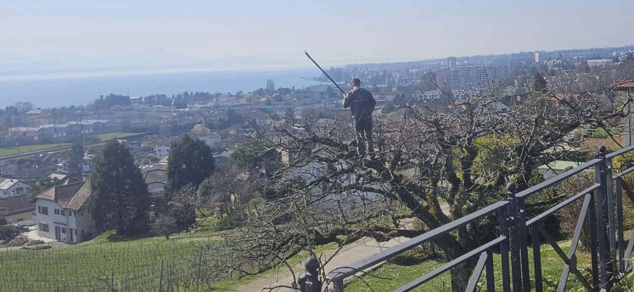 Taille d'un cerisier par Edelviane Jardin sur les hauts de Morges, avec le Léman en arrière-plan