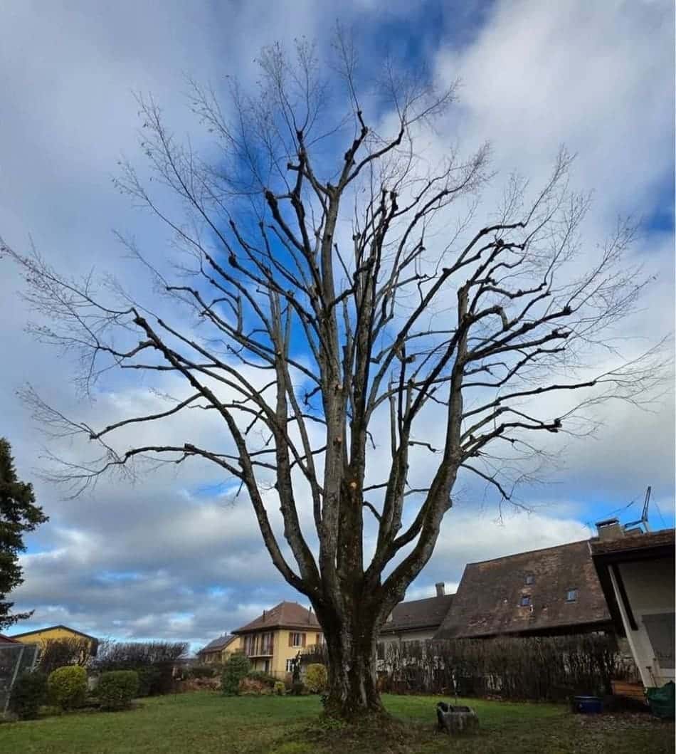Le même feuillu après la taille d'hiver, canton de Vaud