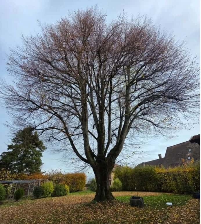 Grand feuillu à la couronne dense avant la taille, jardin du district de Morges